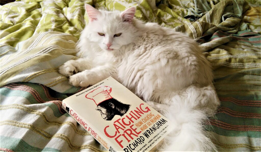 A fluffy white cat ignoring a book.